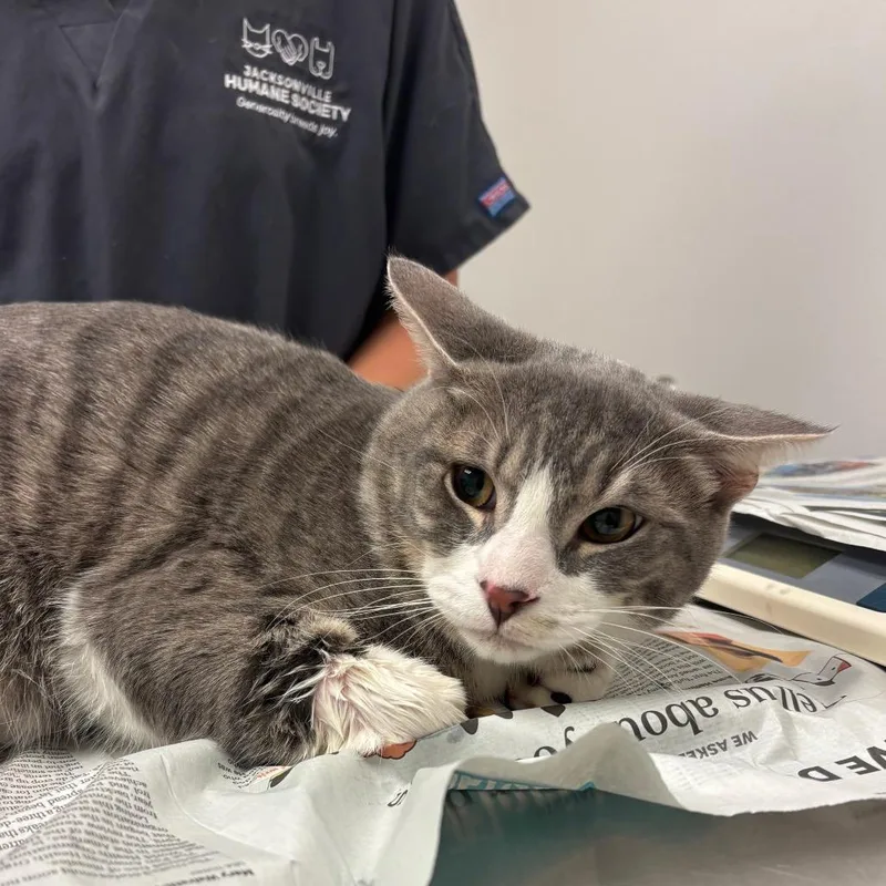 An adult large-sized male Gray / Blue / Silver Domestic Short Hair cat named Buster for adoption in Jacksonville, FL