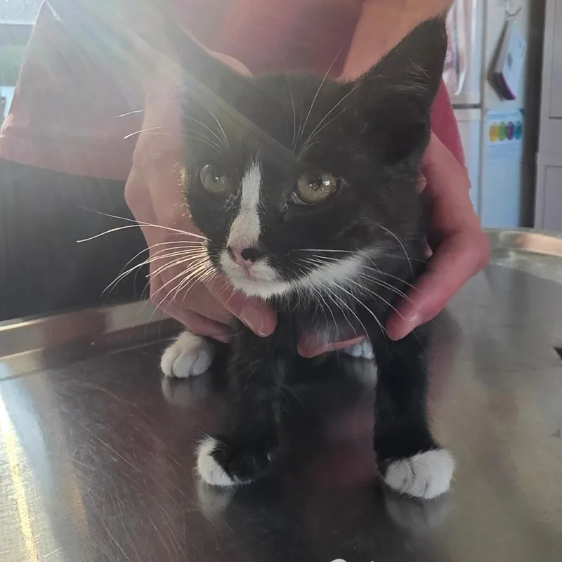 A baby small-sized female Black Domestic Short Hair cat named Tantor for adoption in Chapel Hill, NC