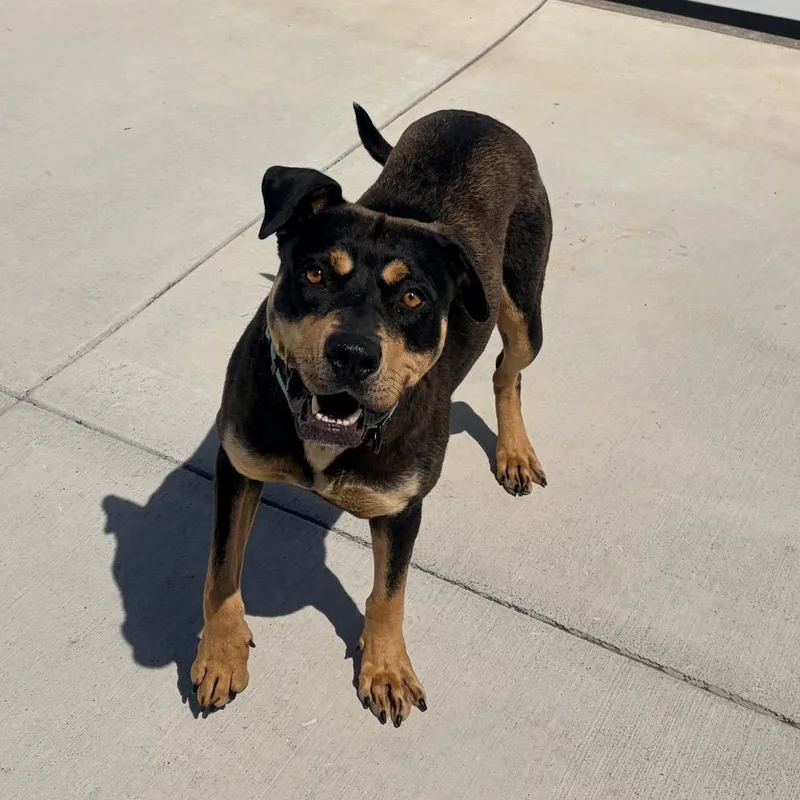 An adult medium-sized female Black Rottweiler dog named Esmeralda for adoption in Harrisonburg, VA
