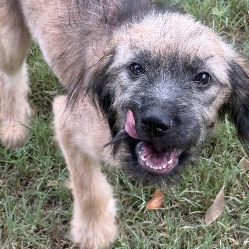 A baby medium-sized female Tricolor (Brown, Black, & White) Afghan Hound dog named Charlotte OMGoodness What is for adoption in Lockhart, TX