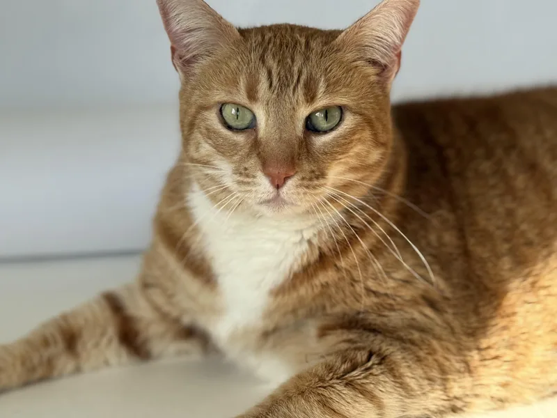 A senior medium-sized female Domestic Short Hair cat named Starr for adoption in Johnson City, TN