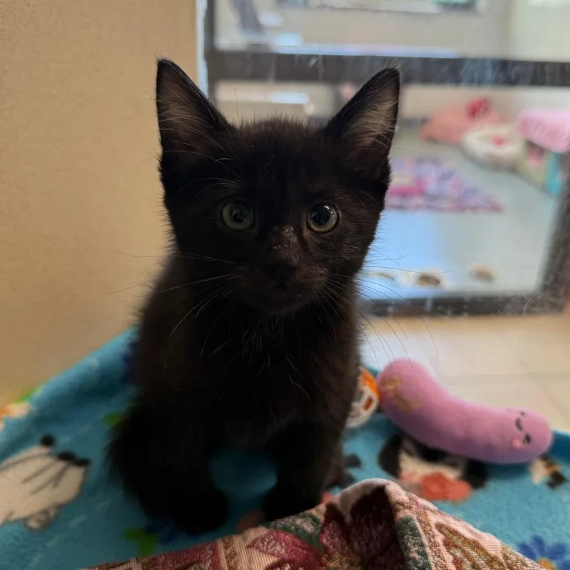 A baby small-sized male Black Domestic Short Hair cat named Cucumber for adoption in West Palm Beach, FL