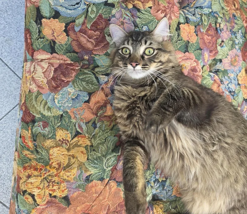 A young large-sized male Tabby (Brown / Chocolate) Tabby cat named Spaz  Hank & for adoption in Dayville, CT