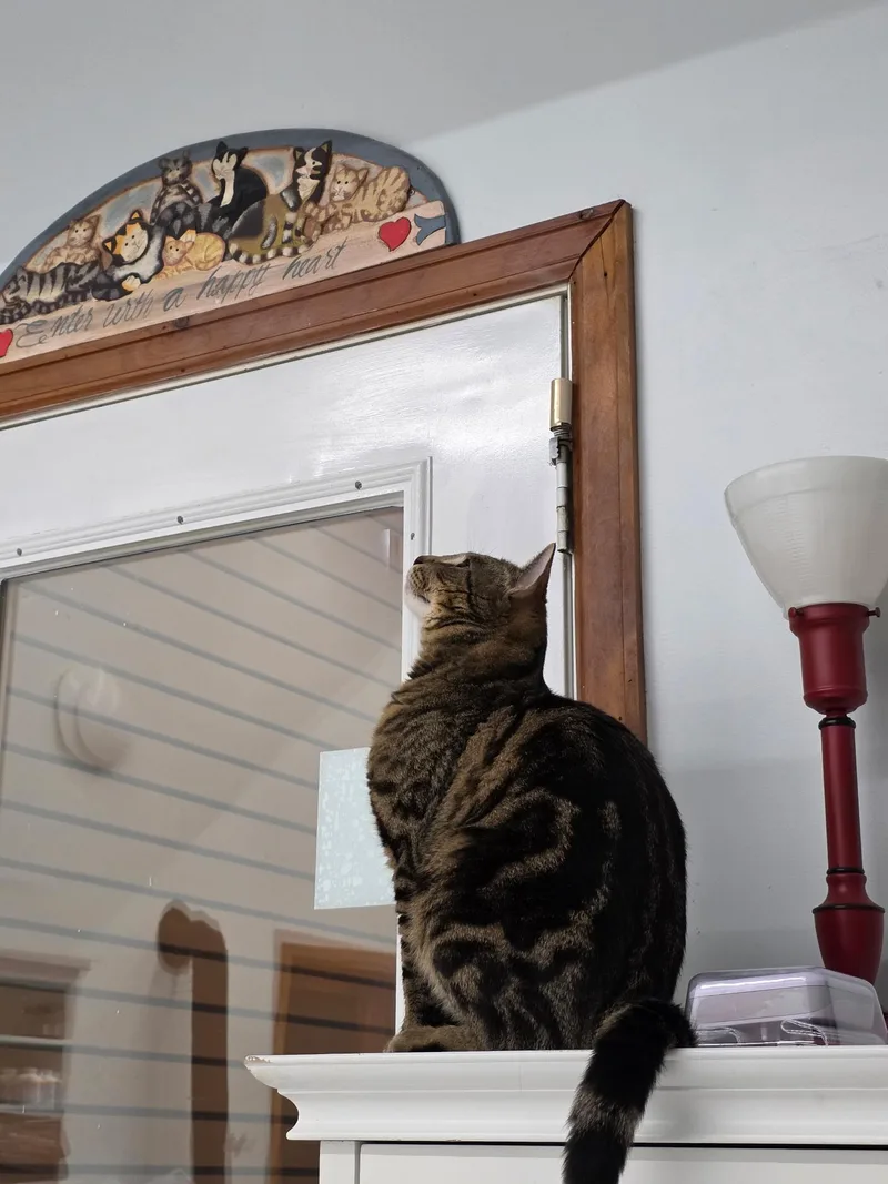 Spaz  Hank & thumbnail 2