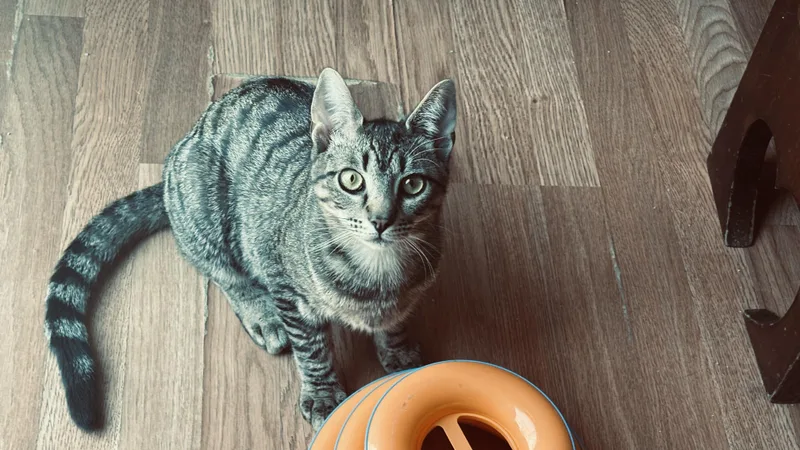 Spaz  Hank & thumbnail 6