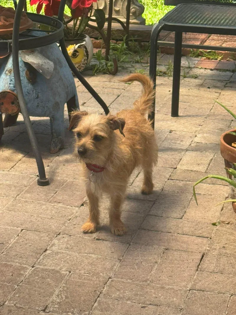 A young small-sized male Terrier dog named Franky for adoption in De Pere, WI