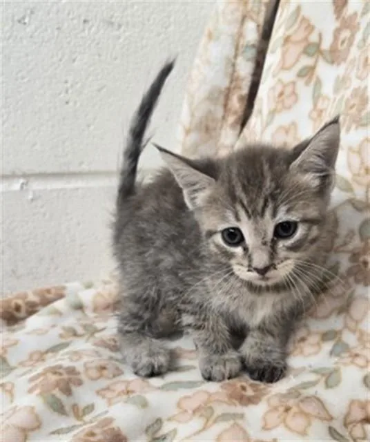 A baby small-sized female Domestic Short Hair cat named Elise for adoption in San Bernardino, CA