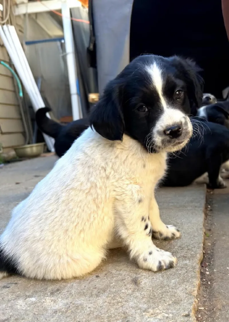 A baby medium-sized male Black Border Collie dog named Fluffy for adoption in Burbank, CA