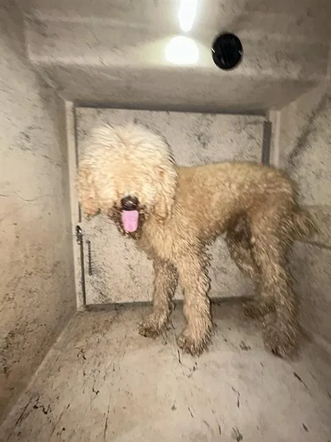 An adult large-sized male Poodle dog named A for adoption in Oklahoma City, OK
