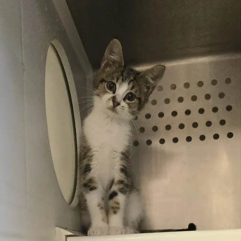 A baby medium-sized male Tabby (Brown / Chocolate) Domestic Short Hair cat named Jalapeรฑo for adoption in Orange, VA