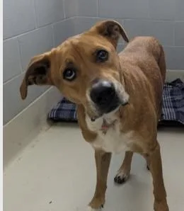 An adult medium-sized male Boxer dog named Benson for adoption in Danville, IN