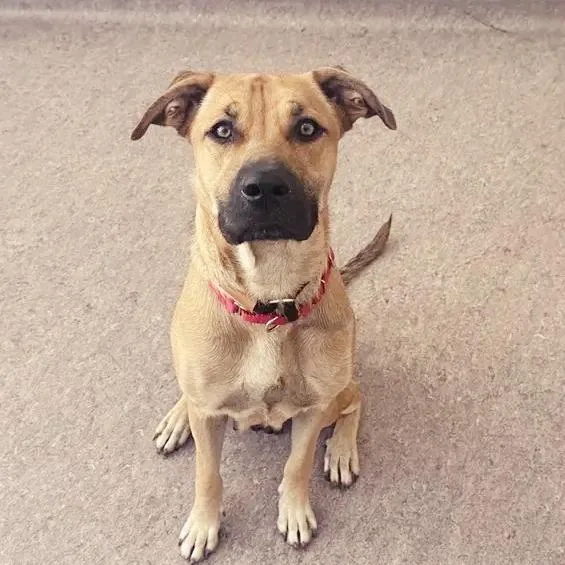 A young large-sized female Brown / Chocolate Boxer dog named Frankie for adoption in Saint Louis, MO