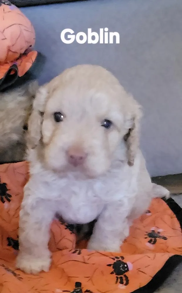 A baby small-sized male Cocker Spaniel dog named Halloween Town Ghouls: Goblin for adoption in Aurora, IN