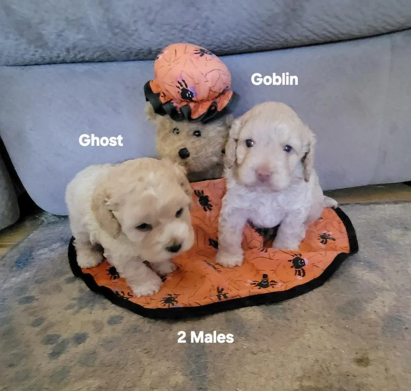 Halloween Town Ghouls: Goblin thumbnail 2