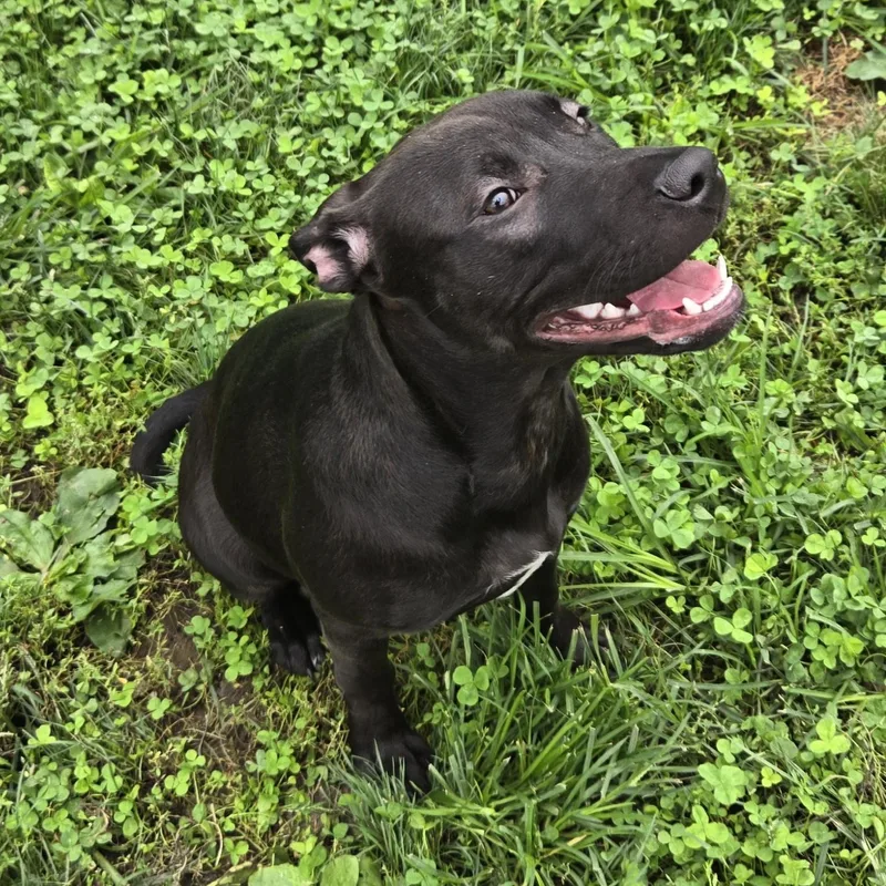 A young medium-sized female Labrador Retriever dog named Sooner for adoption in Xenia , OH
