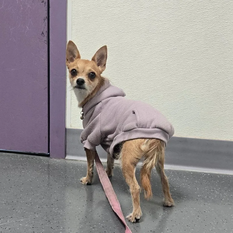 An adult small-sized female Chihuahua dog named Stray Hold  Tina for adoption in Albuquerque, NM