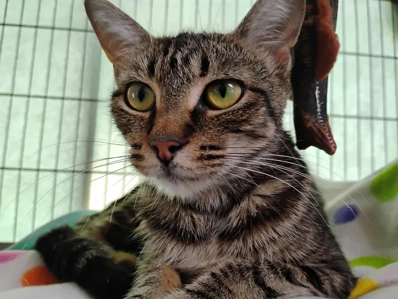 A young medium-sized female Tabby (Buff / Tan / Fawn) Tabby cat named Tink for adoption in Saginaw, MI