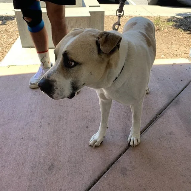 A young large-sized male Foxhound dog named Murray for adoption in San Jose, CA