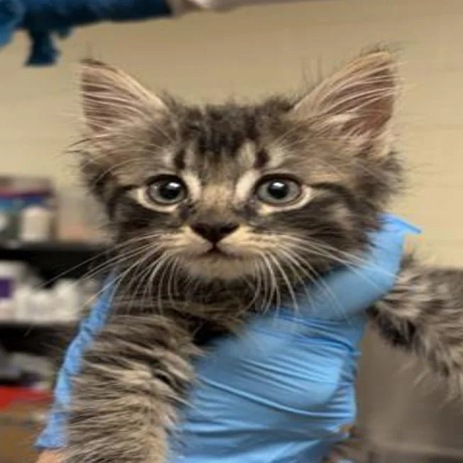 A baby small-sized female Gray / Blue / Silver Domestic Short Hair cat named Feather for adoption in Grantsville, UT