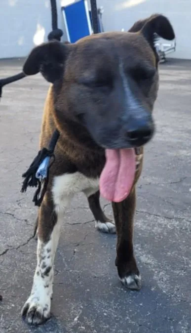 A young medium-sized female Mixed Breed dog named Sally for adoption in Los Angeles, CA