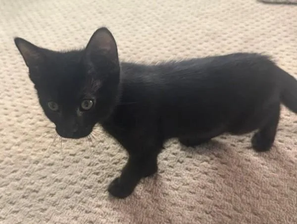 A baby medium-sized male Domestic Short Hair cat named Toothless for adoption in Salt Lake City, UT