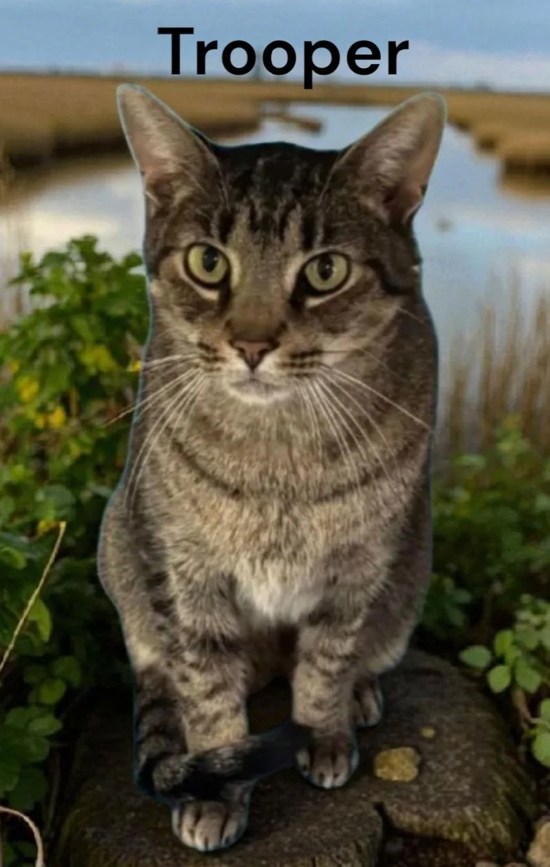 Trooper