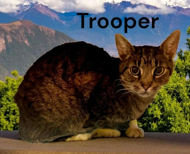 Trooper thumbnail 2
