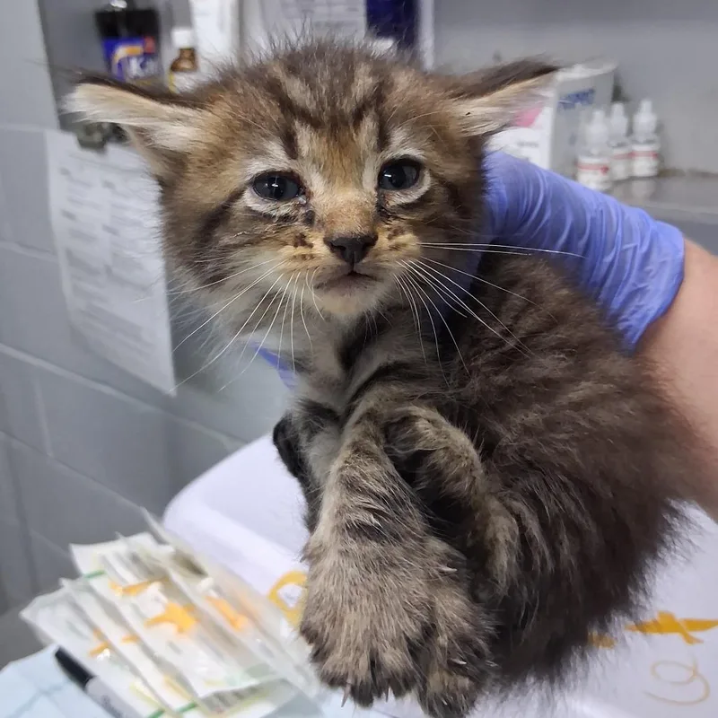A baby small-sized male Brown / Chocolate Domestic Medium Hair cat named Elm @ Azalea Square for adoption in Summerville, SC