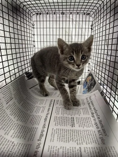 A baby large-sized male Domestic Short Hair cat named Wave for adoption in Fort Lauderdale, FL