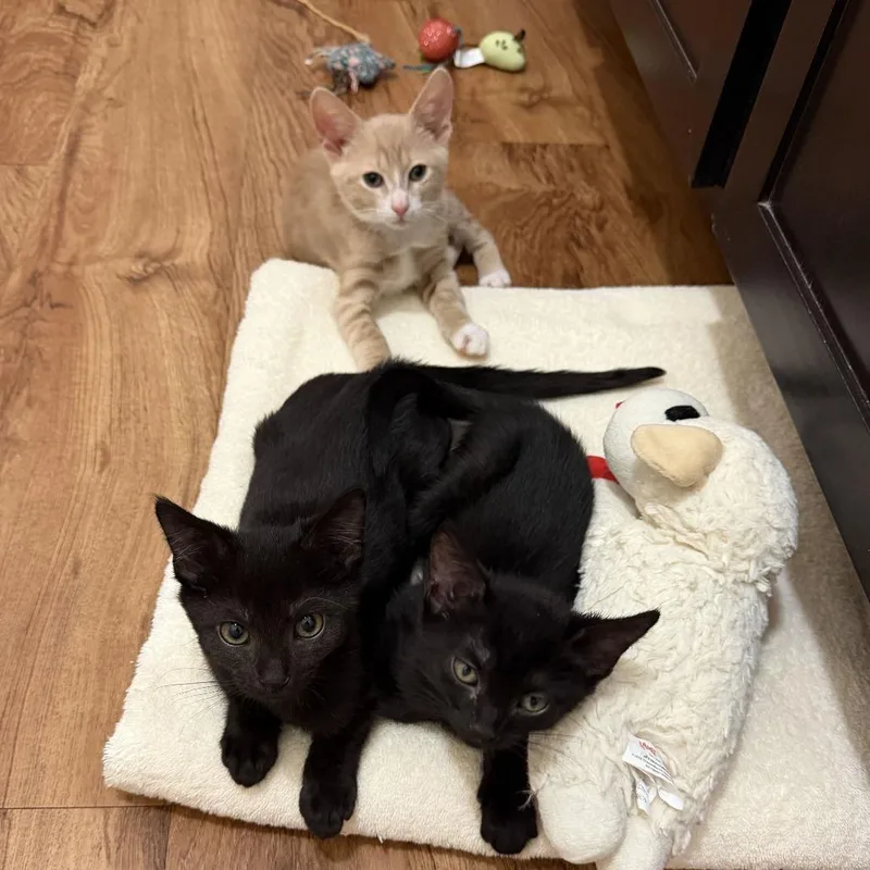 A baby small-sized male Domestic Short Hair cat named Martin for adoption in Tallahassee, FL