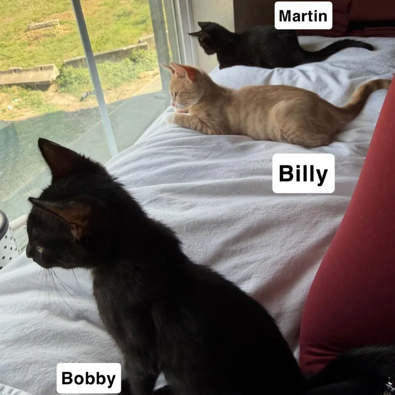 Martin thumbnail 2