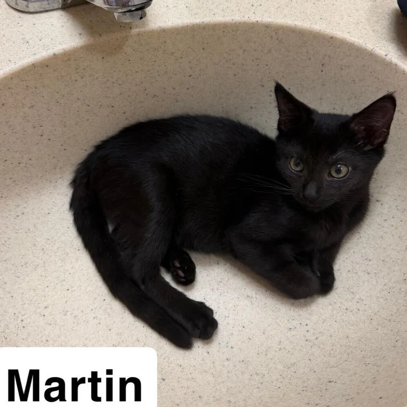Martin thumbnail 3