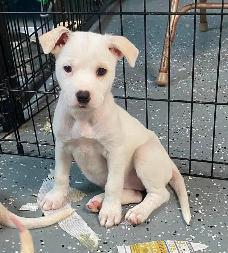 A baby medium-sized female Beagle dog named Tallulah for adoption in Warren, MI