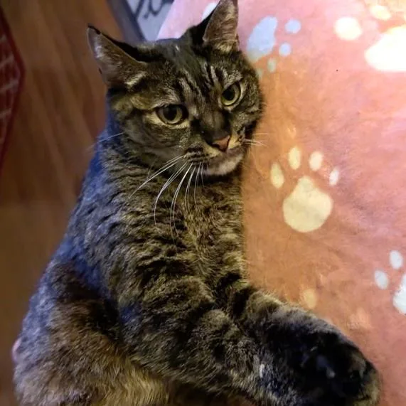 A senior extra large-sized female Brown / Chocolate Domestic Short Hair cat named Kimiko for adoption in Long Beach, CA