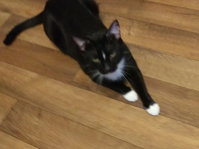 A young medium-sized male Black & White / Tuxedo Domestic Short Hair cat named Waylon for adoption in Port Wentworth, GA