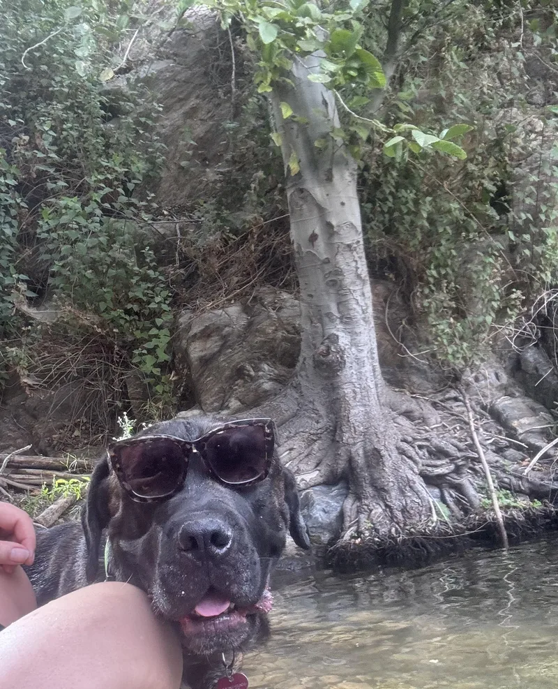 A young large-sized male Brindle Mastiff dog named Cowboy for adoption in Claremont, CA