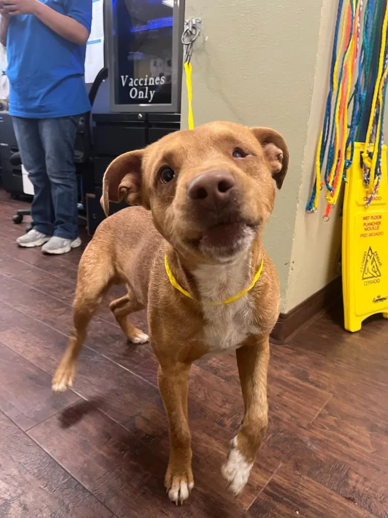 A young medium-sized male Pit Bull Terrier dog named Dog Kennel  Stitch for adoption in Greenville, TX