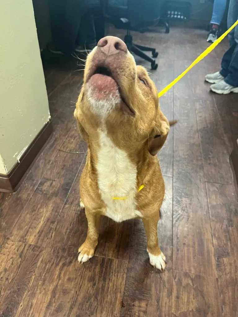 Dog Kennel  Stitch thumbnail 2