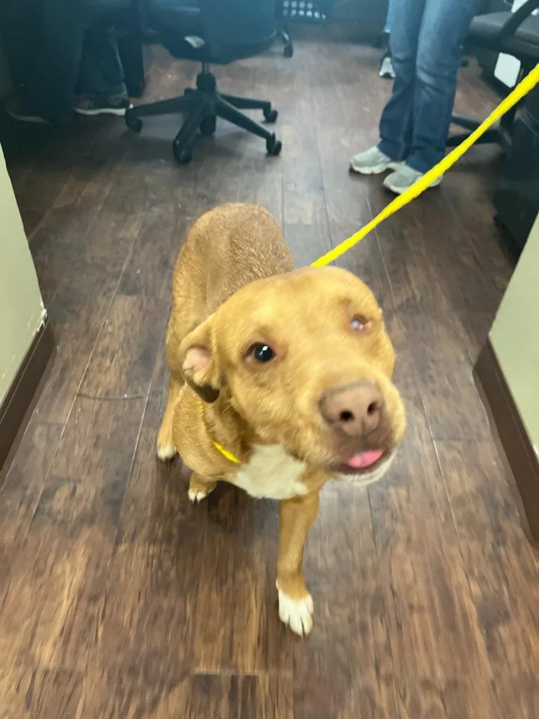 Dog Kennel  Stitch thumbnail 3