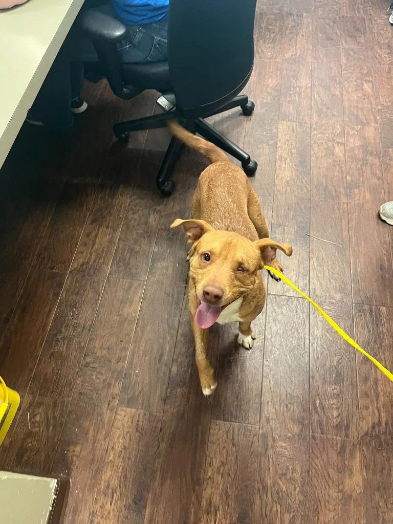 Dog Kennel  Stitch thumbnail 4