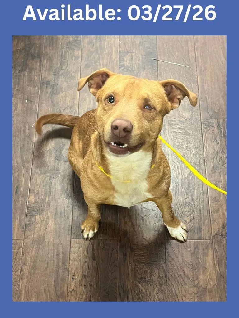 Dog Kennel  Stitch thumbnail 6