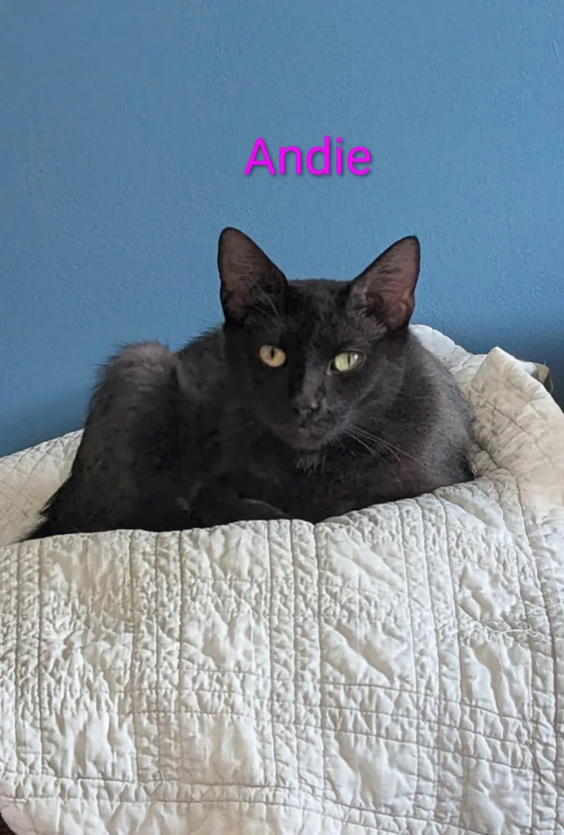 An adult medium-sized female Black Domestic Short Hair cat named Andie for adoption in Lapeer, MI