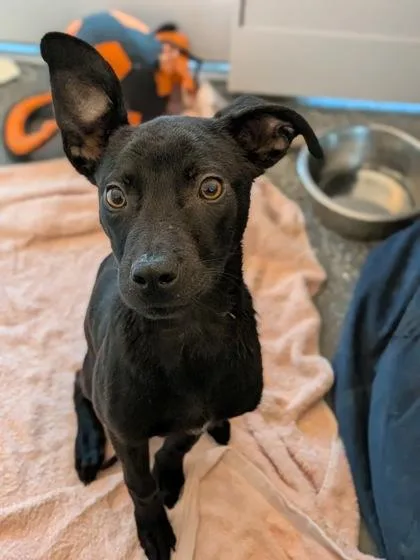 A baby medium-sized male Mixed Breed dog named Black Coffee for adoption in New Orleans, LA