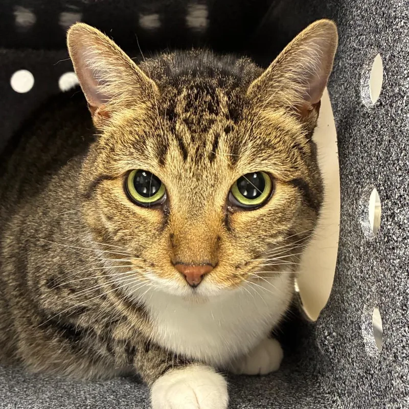 An adult large-sized female Brown / Chocolate Domestic Short Hair cat named Izzy for adoption in Greenville, SC