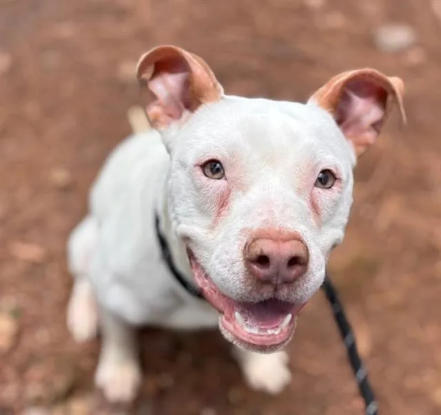 A young medium-sized male Pit Bull Terrier dog named Fisher for adoption in Charlotte, NC