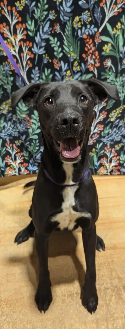 An adult medium-sized female Black Black Labrador Retriever dog named Frenchie for adoption in Jackson, GA