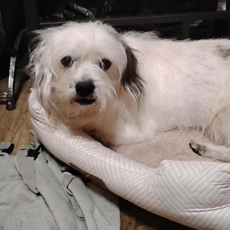A senior medium-sized male White / Cream Lhasa Apso dog named Duncan for adoption in Zuni, VA