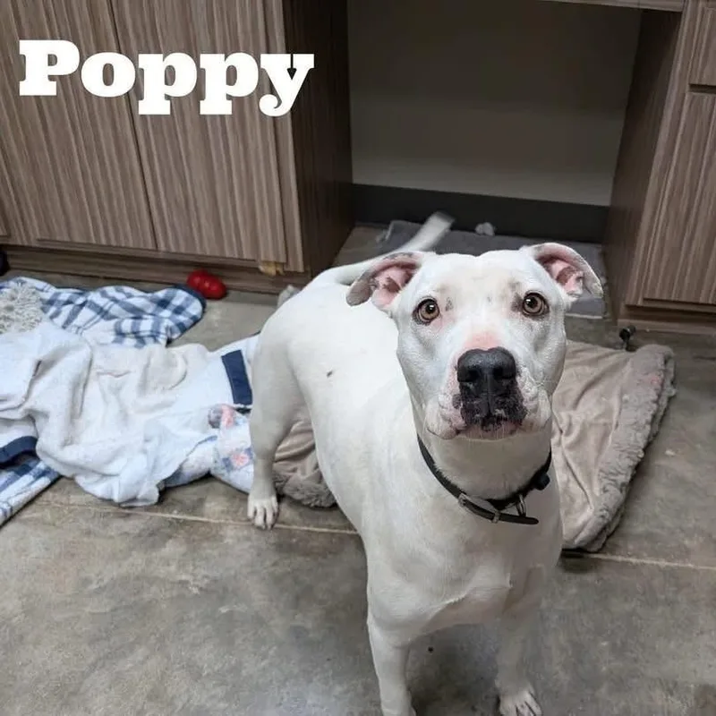 Poppy thumbnail 3
