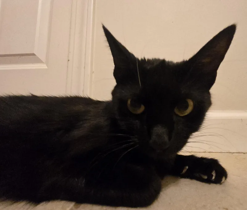 A young small-sized female Black Domestic Short Hair cat named Shadow for adoption in Concord, OH