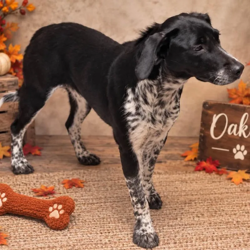 A young medium-sized female Black Australian Cattle Dog / Blue Heeler dog named Oakley for adoption in Falls Church, VA